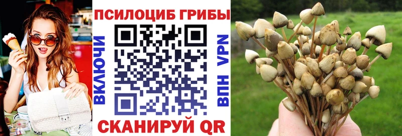 Галлюциногенные грибы Psilocybe  Купить где  Гдов 